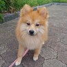 ポメラニアン　9ヶ月　アークくん サムネイル3