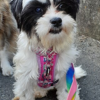 「ももの」女の子