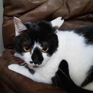 緊急！家をなくす保護猫・カナちゃん