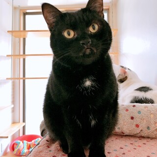 こんな可愛い子はなかなかいません！黒猫ぼたんくん