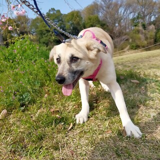 綺麗な女の子 エルモ ４歳 20kg