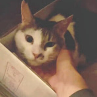 ケージから出して！