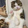 ククくん