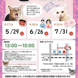 猫の譲渡会 in 芦屋市
