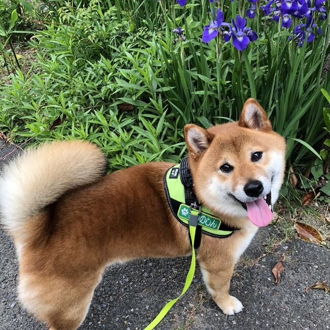 だいず豆子のカバー写真