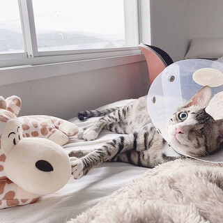 ★正式譲渡★ウインク(^_−)−☆だるちゃん