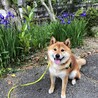 の写真