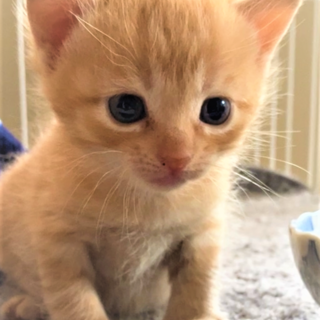 ♡里親決定☆さくらmama&ひなたちゃん