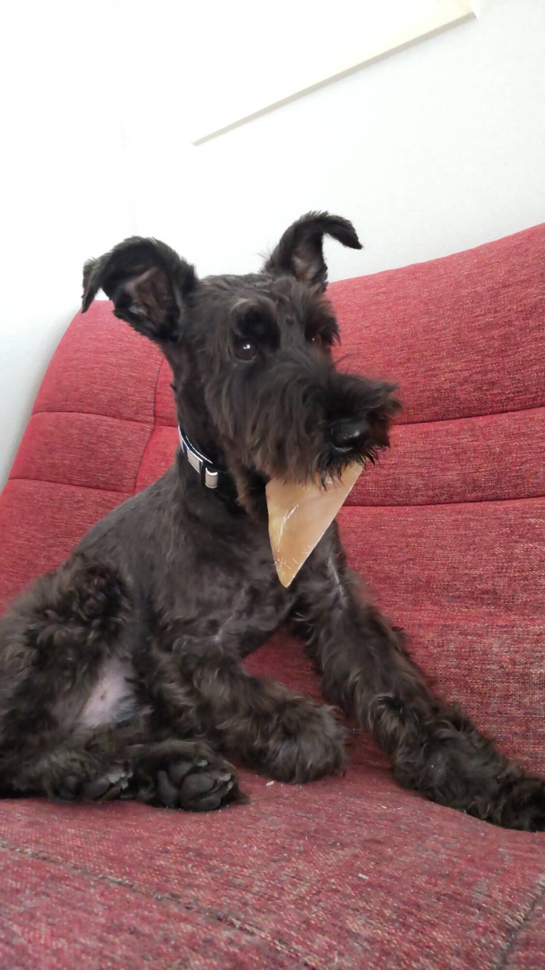 ミニシュナ ルルくん 愛知県 犬の里親募集 4110 ペットのおうち 月間利用者150万人