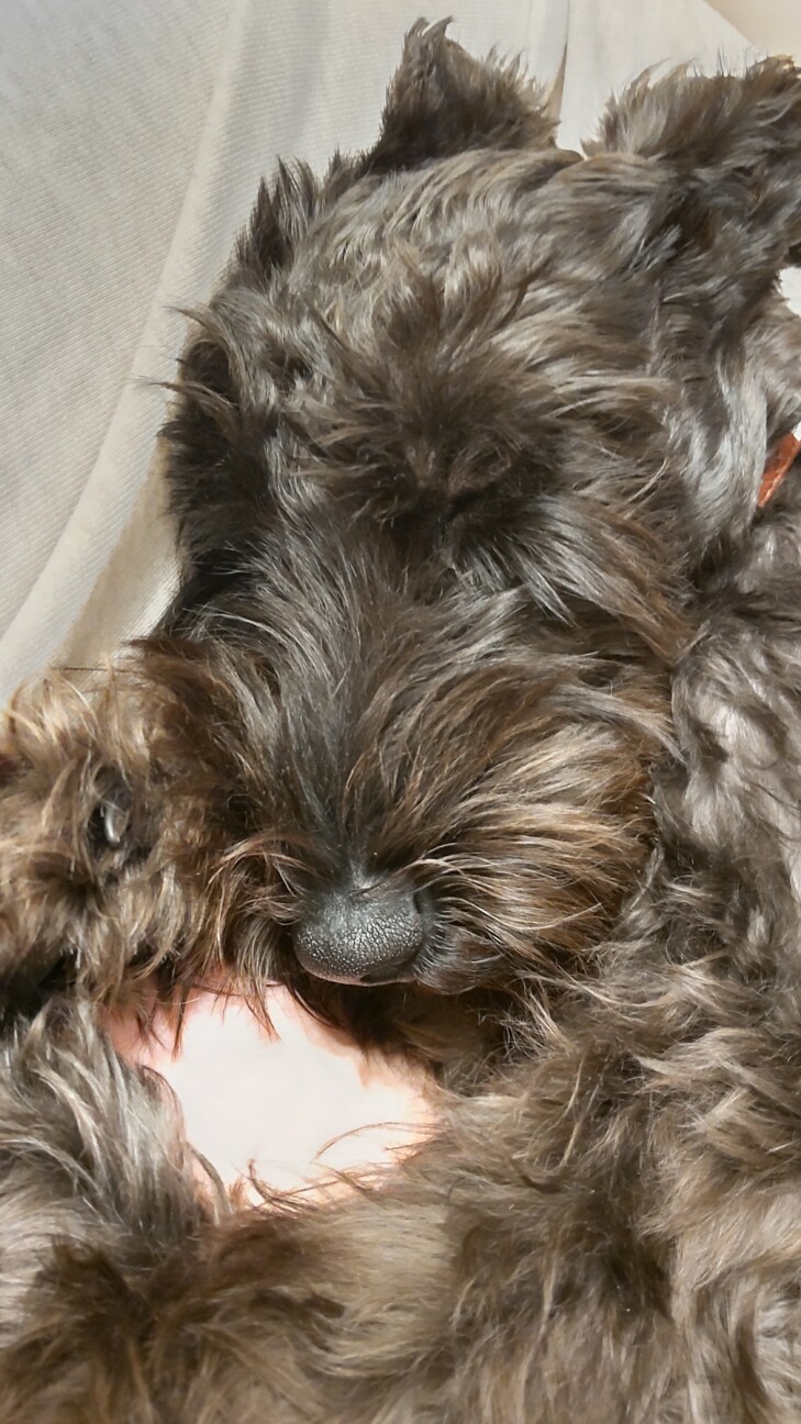 ミニシュナ ルルくん 愛知県 犬の里親募集 4110 ペットのおうち 月間利用者150万人