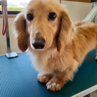 ダックスの男の子