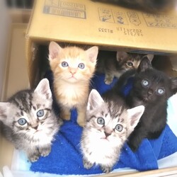 子猫ラッシュ!! in春日井☆保護猫の譲渡会2022年5月21日（土）～ ちーむ にゃいんず