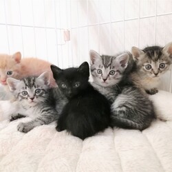 子猫ラッシュ!! in瀬戸☆保護猫の譲渡会2022年5月21日（土）～ ちーむ にゃいんず