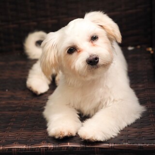 おしゃべりな女の子　しおえちゃん