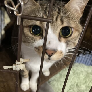 猫ちゃんの里親募集