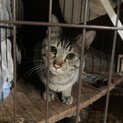 猫ちゃんの里親募集