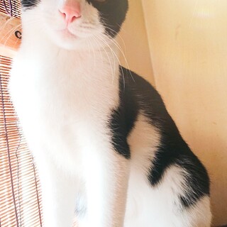 【6/26⭐️堺東にて里親会】参加猫雷くん