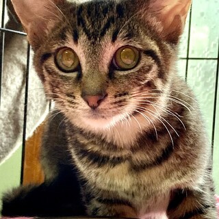 【5/22⭐️堺東にて譲渡会】参加猫ビビくん