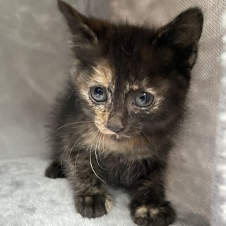 【兄弟猫、母ネコ】サビちゃん