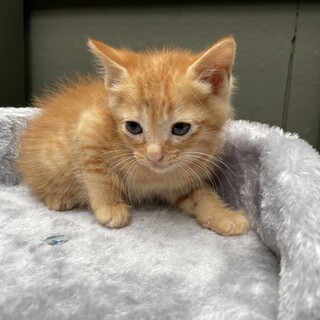 【兄弟猫、母ネコ】茶トラちゃん