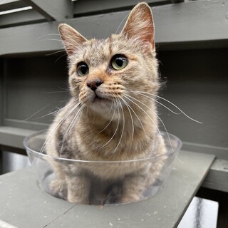 【シャンプー済み】穏やかなサビトラちゃん