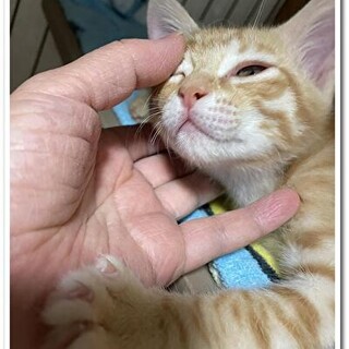 【5/22⭐️堺東にて譲渡会】参加猫ちゃーすけくん