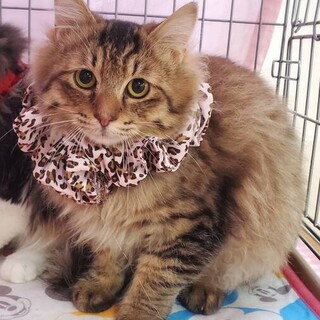 長毛もふもふ♡アッサムくん