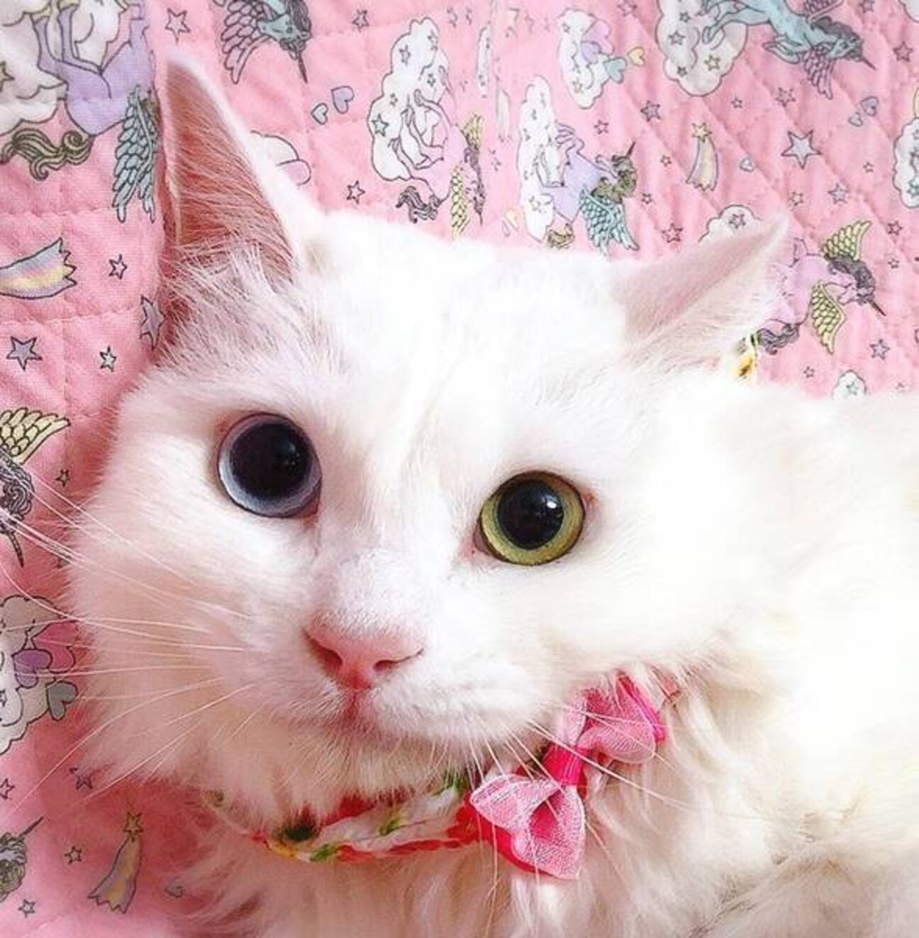 里親様募集♡送料込み。アプリコットちゃん。トップノット。 長毛オッドアイ♡キャルちゃん」東京都 - 猫の里親募集(412042