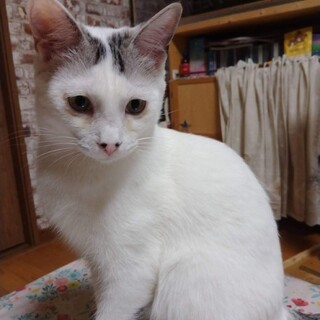 ブサカワ！オジサン顔キジシロ人馴れ抜群