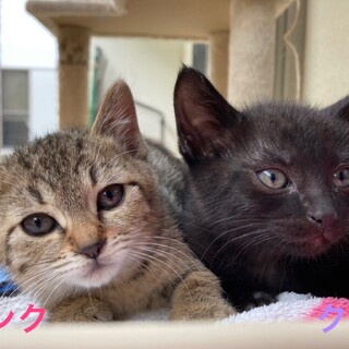 キジ&クロ元気な4匹兄妹⭐︎