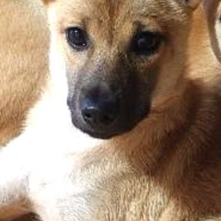 保健所からレスキューした子犬♀テン
