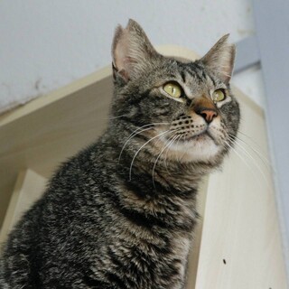 からだの大きなスリスリキジトラ君