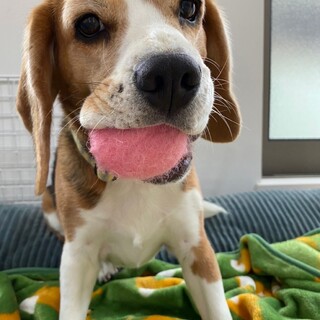 【ハッピー】おかげさまで里親様が決まりました