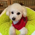 2 才明るいトイプードル　いちろうくん