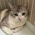 美形ふわふわ半長毛おとなしいサバシロ君