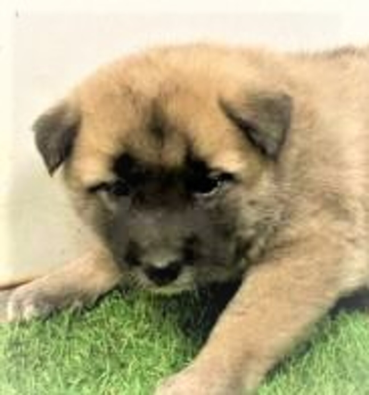 106 可愛い子犬 家族 山口県 犬の里親募集 4169 ペットのおうち 月間利用者150万人 106 可愛い子犬 家族 山口県 犬の里親募集 4169 ペットのおうち 月間利用者150万人