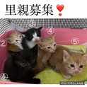捨て猫から家猫へ！②茶トラ　男の子