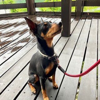 レオ（ミニチュアピンシャー♂）