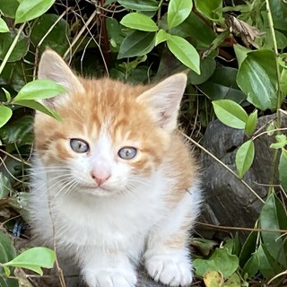 終生飼える方求む
