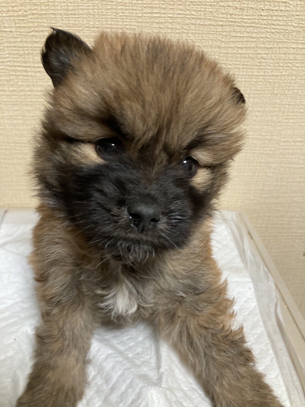 チョッパー君里親様決定 愛媛県 犬の里親募集 ペットのおうち 月間利用者150万人