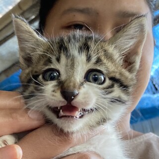終生飼える方求む