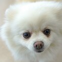 尻っぽフリフリ♪大人しくて甘えん坊のホマちゃん♡