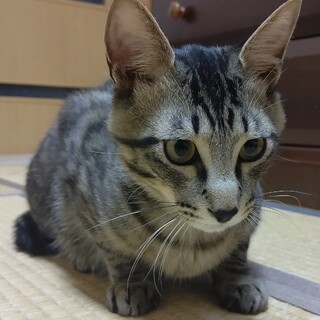 寂しがり屋　感くんの里親募集