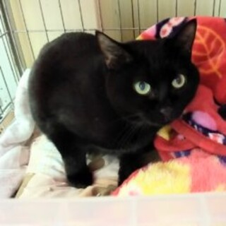 9/4石巻で里親探し会！『ピー子』♀