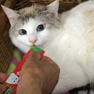 10/23石巻で譲渡会！『こもも』♀