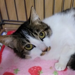 （トライアル中！）『リタ』♀