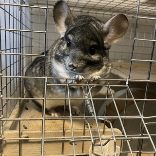 ３歳４ヶ月チンチラ グレー男の子 里親募集中です