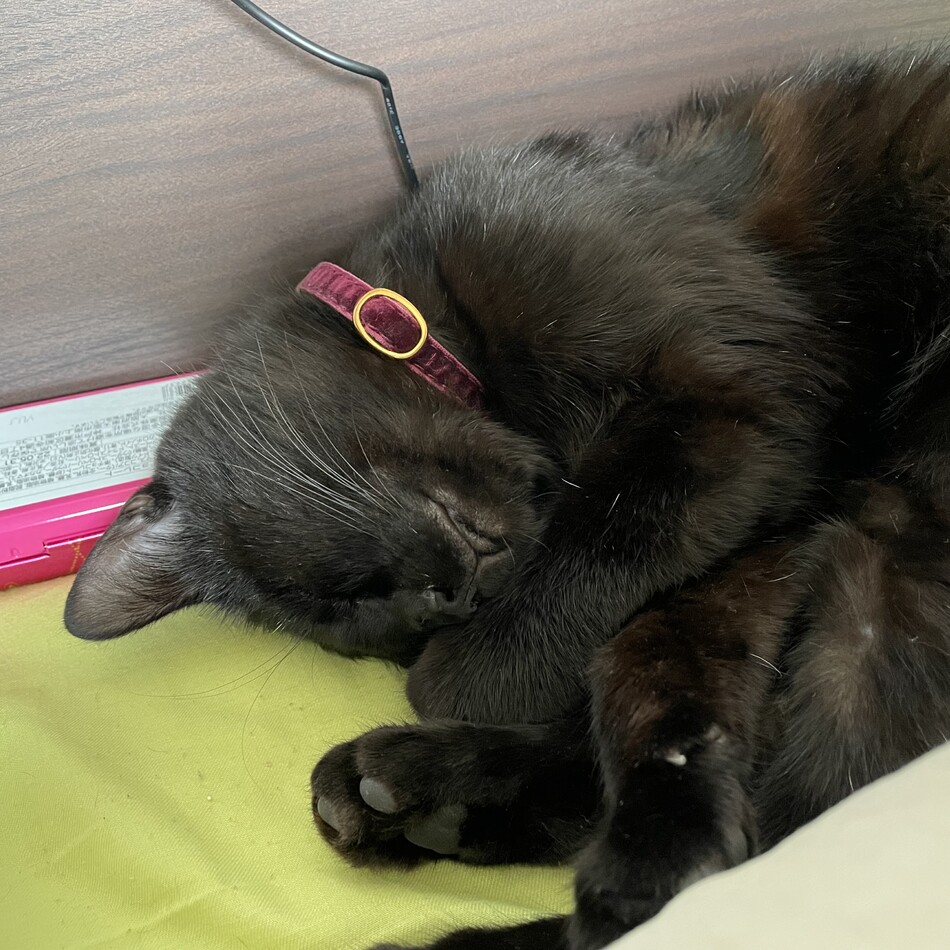 りくのカバー写真