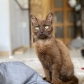 焦げブラウンのラテちゃん♬甘えん坊9か月