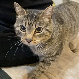 性格◎なれなれ☆さわくん♂1〜2歳